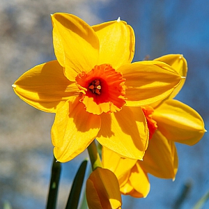 Fortune Daffodil