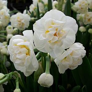 Bridal Crown Daffodil