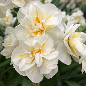 Sir Winston Churchill Daffodil