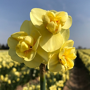 Yellow Cheerfulness Daffodil