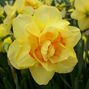 Tahiti Daffodil