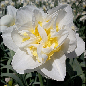 White Lion Daffodil