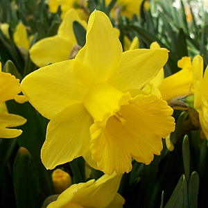 Golden Trumpets Daffodils