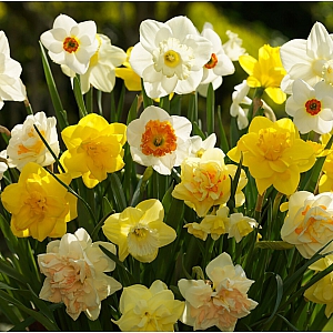 Naturalising Mix Daffodils