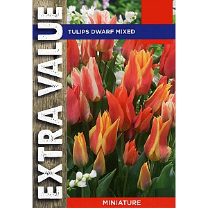 Dwarf Mix Tulips