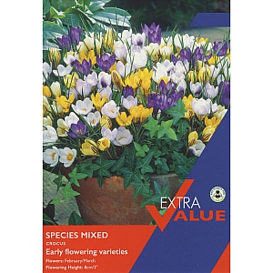 Crocus Species Mix