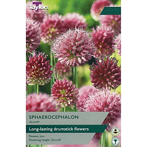 Allium Sphaerocephalon (Drumstick Allium)