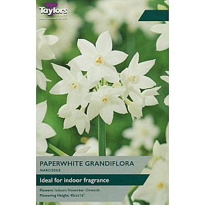 Paperwhite Grandiflora Daffodil