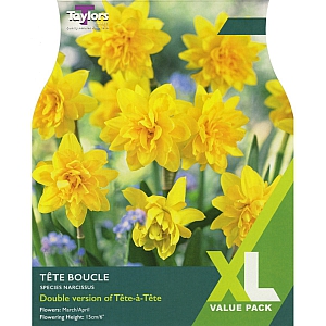 Tete Boucle Daffodils