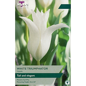 White Triumphator Tulips