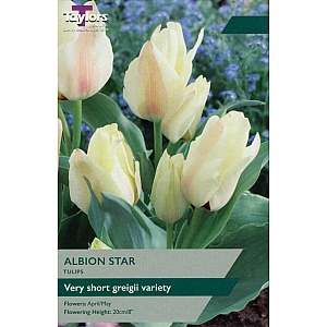 Albion Star Tulips