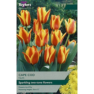 Cape Cod Tulips