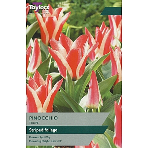 Pinocchio Tulips