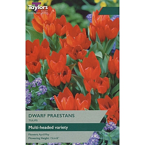 Dwarf Praestans Tulips