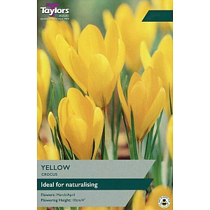 Yellow Crocus