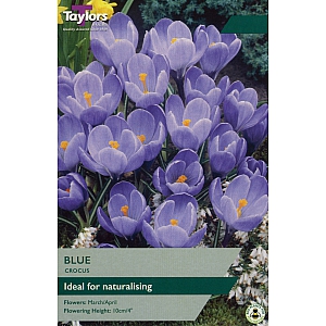 Blue Crocus