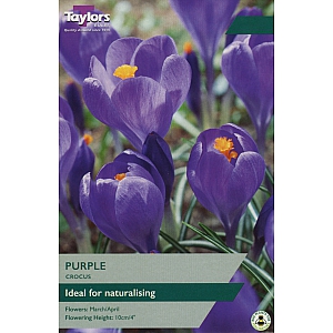 Purple Crocus