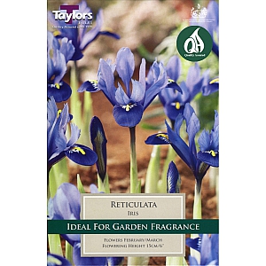 Iris Reticulata