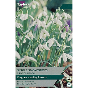 Galanthus Nivalis Snowdrops