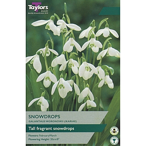 Galanthus Woronowii Snowdrops