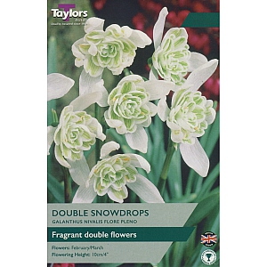 Galanthus Nivalis Flore Pleno Snowdrops