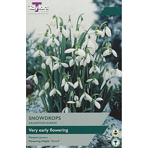 Galanthus Elwesii Snowdrops