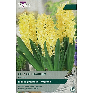 City Of Haarlem Prepared Hyacinths