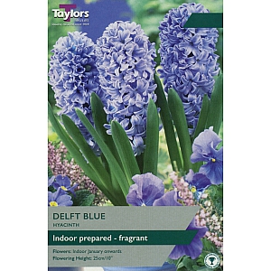 Delft Blue Prepared Hyacinths