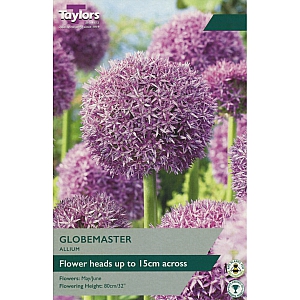 Allium Globemaster