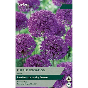 Allium Purple Sensation