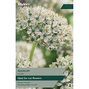 Allium Nigrum