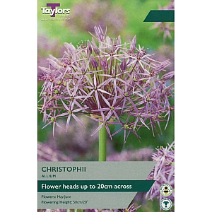 Allium Christophii