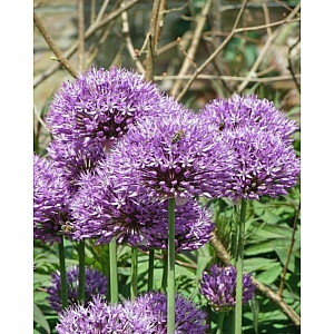 Allium Aflatunense