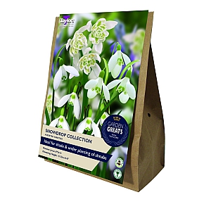 Snowdrop Collection