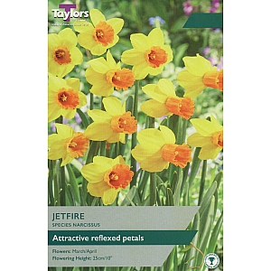 Jetfire Daffodils