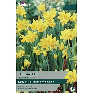 Tete-a-tete Daffodils