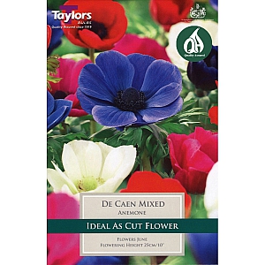 Anemone De Caen Mixed