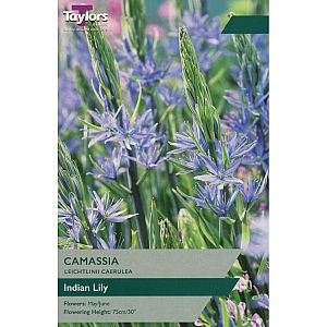 Camassia Leichtlinni Caerulea