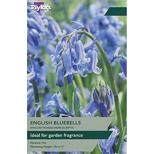 English Bluebells