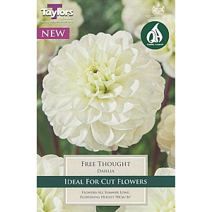 Free Thought Dahlia