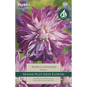 Purple Explosion Dahlia