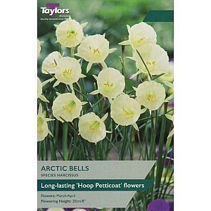 Arctic Bells Daffodils