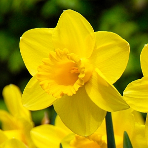 Carlton Daffodil