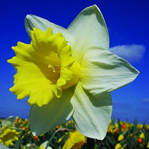 Georgie Boy Daffodil