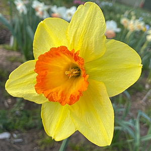 Red Devon Daffodil