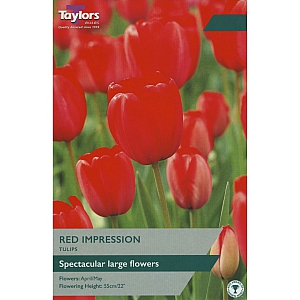 Red Impression Tulips