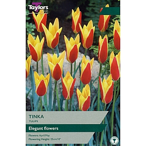 Tinka Tulips