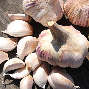 Rose Wight Garlic