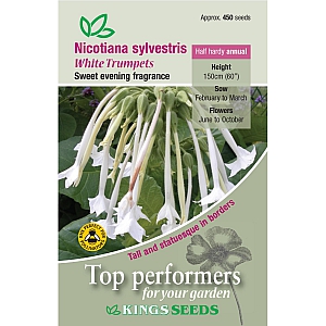 Nicotiana sylvestris White Trumpets