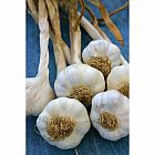 Solent Wight Garlic
